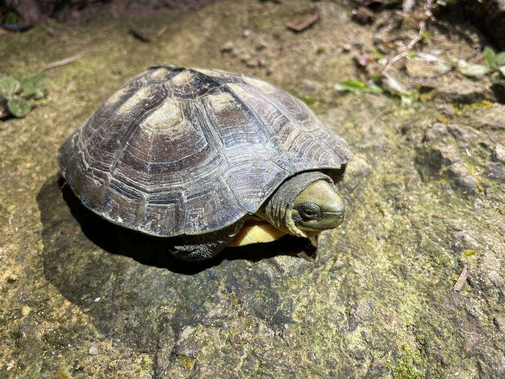 Yellow Pond Turtle in July 2023 by Artur Tomaszek · iNaturalist