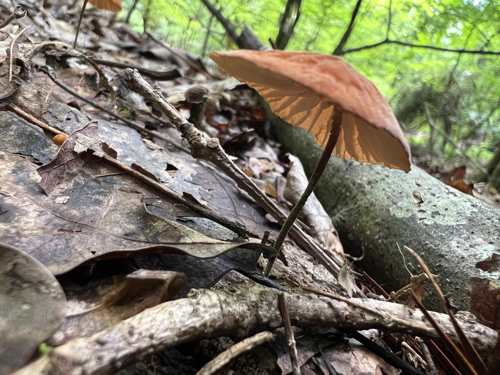 Mushrooms Bracket Fungi Puffballs And Allies From Sandy Springs Ga