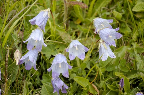 Campanula tridentata