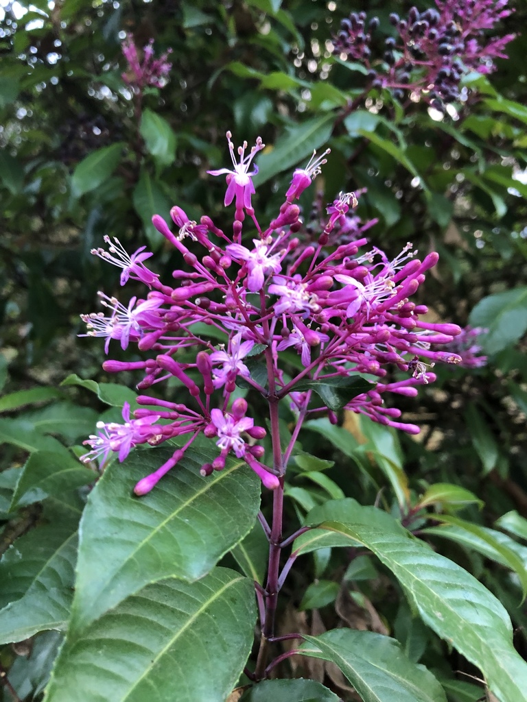 Fuchsia
