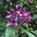 Fuchsia paniculata - Photo 由 flowerbeast 所上傳的 (c) flowerbeast，保留所有權利