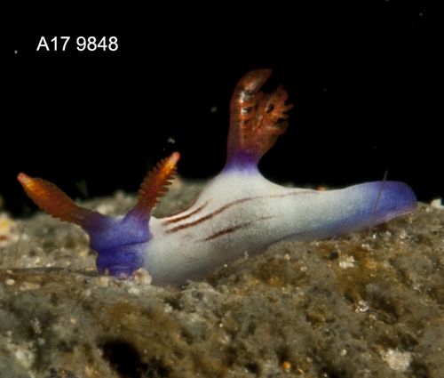 Lined Nembrotha