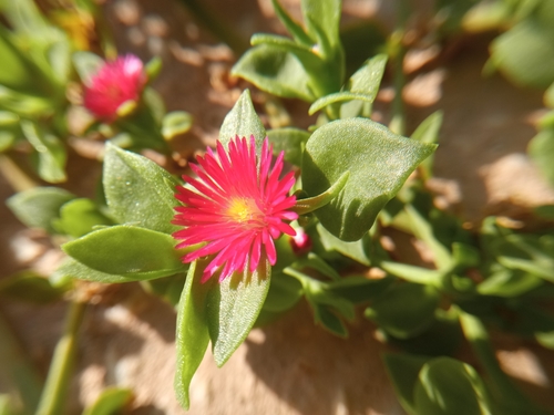 heart-leaf ice plant