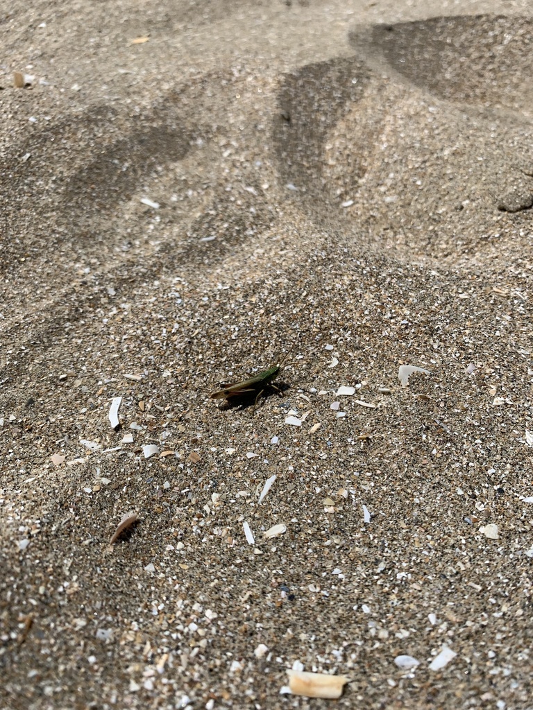 Glyptobothrus from Plage des 6 fusillés, Deauville, FR on July 6, 2023 ...