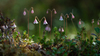 Twinflower - Photo (c) 异草志, all rights reserved, uploaded by 异草志