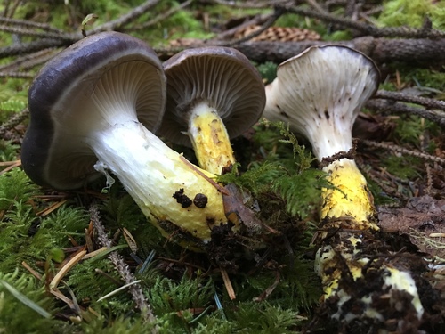 Slimy Spike
