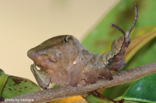 One-spotted Prepona
