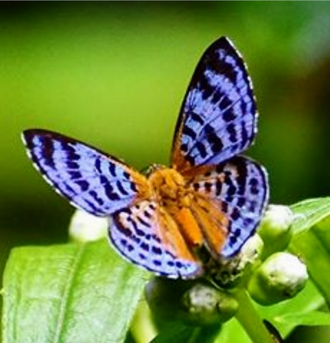 Calospila thara · iNaturalist