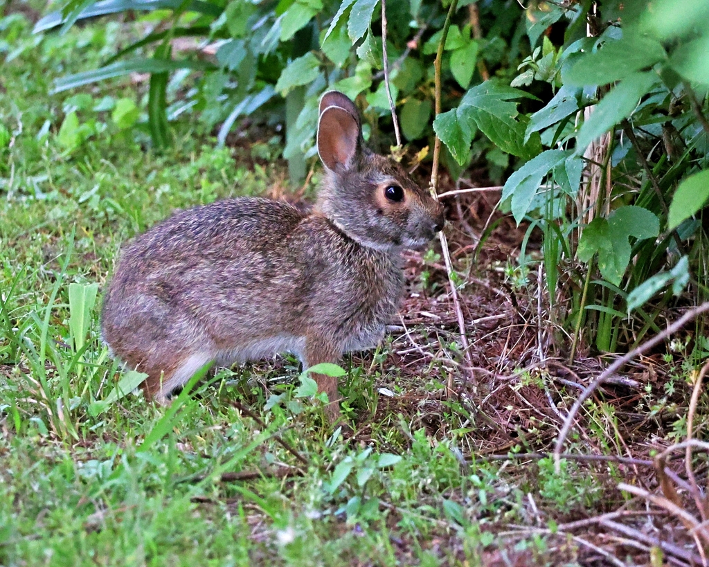 Swamp Rabbit from Seabrook, TX, USA on April 27, 2023 at 07:29 PM by ...