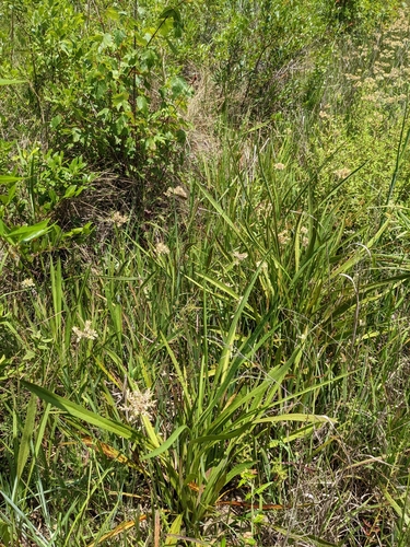 Eryngium aquaticum var. ravenelii