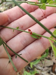 Image of Crossopetalum uragoga