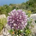 Allium multiflorum - Photo (c) dries-fatsah, all rights reserved