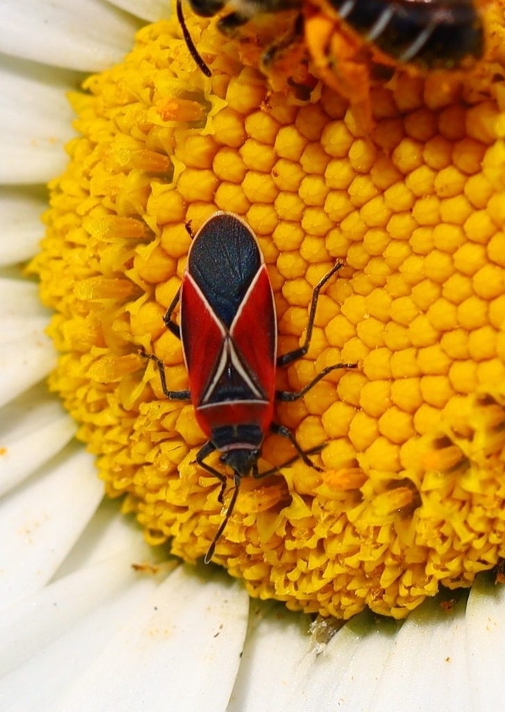 White-crossed Seed Bug from Big Finn Hill Park on July 7, 2023 at 03:44 ...