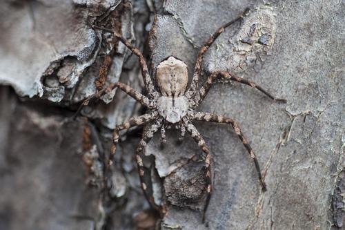 Selenops submaculosus