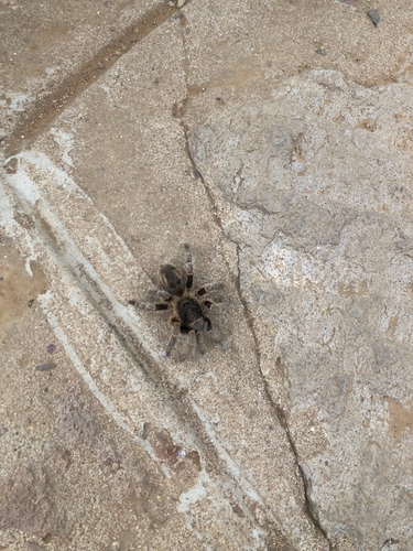 Genus Bistriopelma · iNaturalist