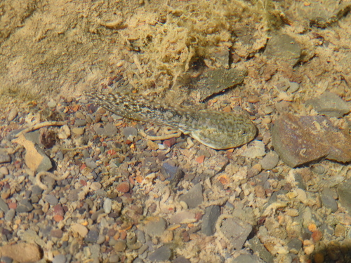 Foothill Yellow-legged Frog