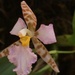Orquídea Miniatura - Photo (c) Fay Hassan, todos los derechos reservados, subido por Fay Hassan