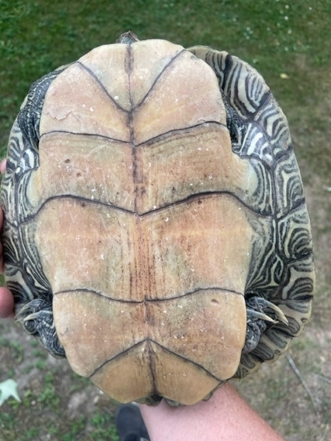 Northern Map Turtle In July 2023 By Clayton Shearer Photo Credit To   Large 