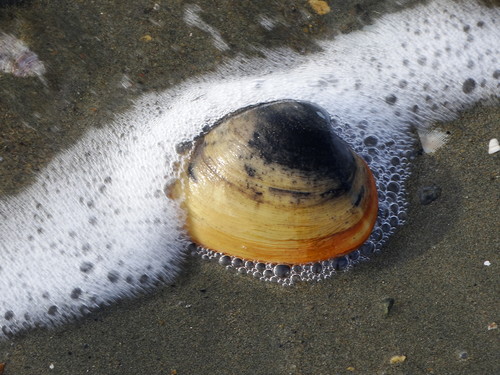 Sakhalin Surfclam