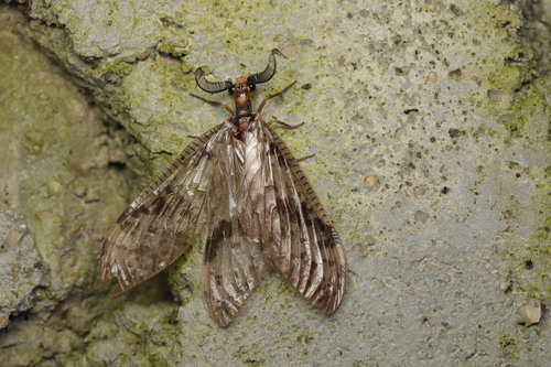 Neochauliodes sparsus