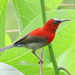 Crimson Sunbird - Photo (c) Neo Tiang Pee, all rights reserved, uploaded by Neo Tiang Pee