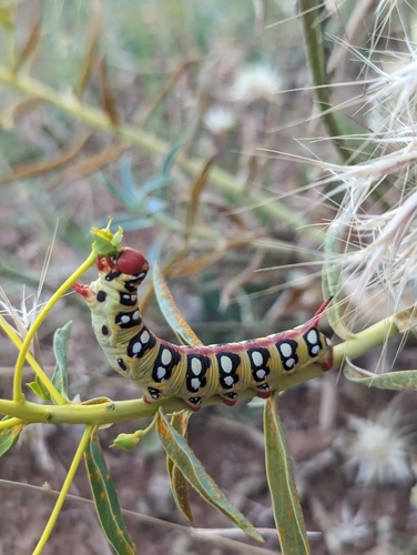Leafy Spurge Hawkmoth