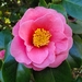 Camellias - Photo (c) Ashix, all rights reserved, uploaded by Ashix