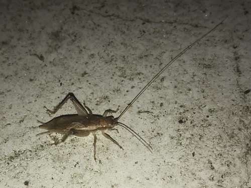 Orocharis luteolira
