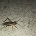 False Jumping Bush Cricket - Photo (c) ngerlach, all rights reserved