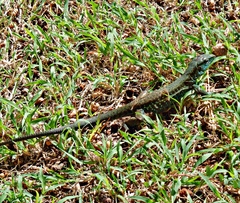 Grenadine Ameiva