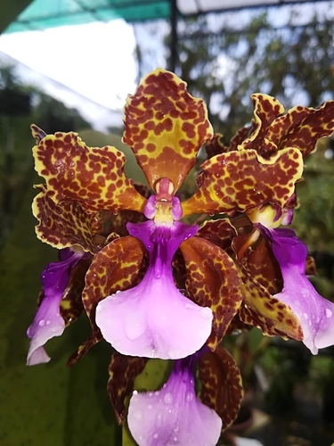 Trichocentrum lanceanum · iNaturalist