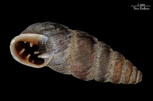 Chondrina arcadica