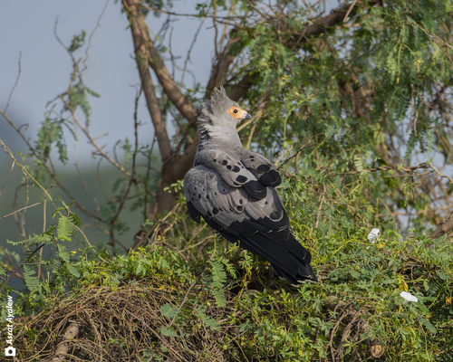 African Harrier-Hawk