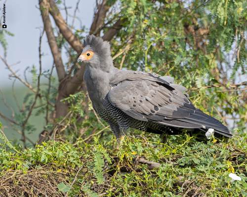 African Harrier-Hawk