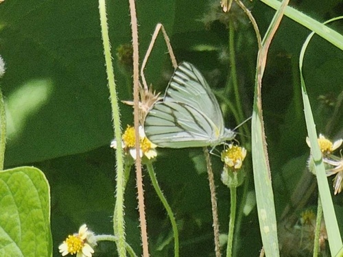 Striped Albatross