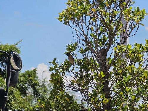 Scaly-breasted Munia