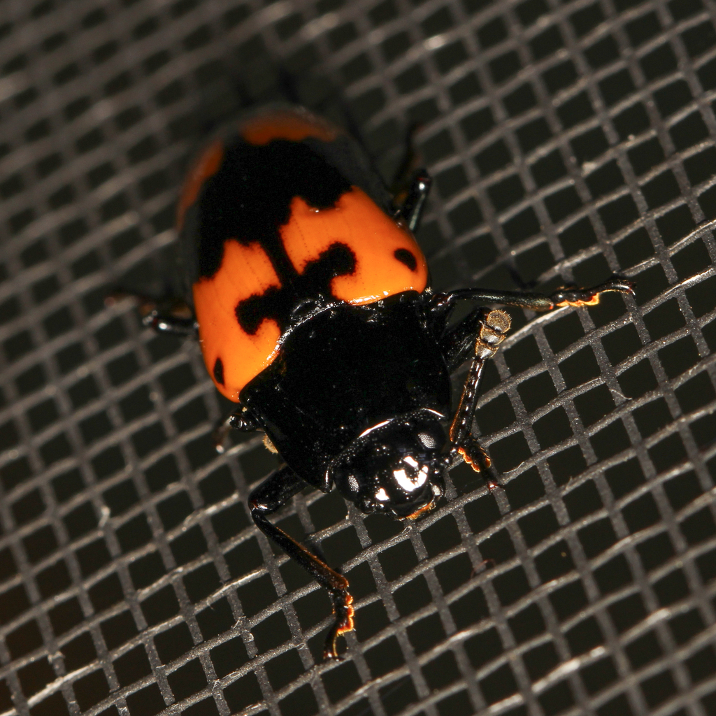 Heroic Pleasing Fungus Beetle from 160 Jackson Mill Rd, Weston, WV ...