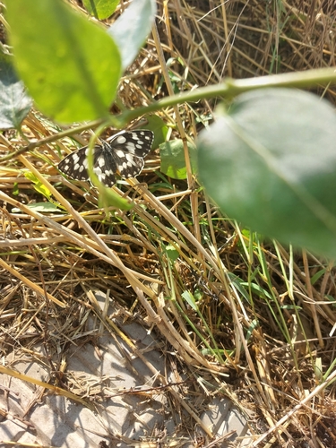Marbled White
