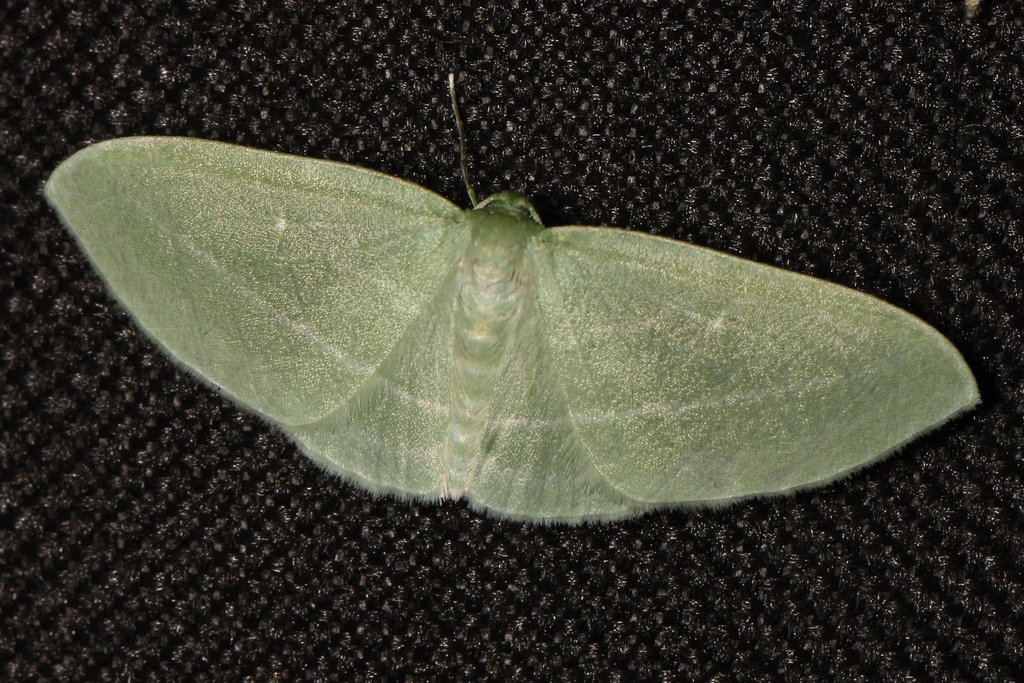 Badwing Moth from 160 Jackson Mill Rd, Weston, WV 26452, USA on July 6