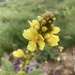 Verbascum thapsus montanum - Photo (c) Jaro Schacht, todos los derechos reservados, subido por Jaro Schacht