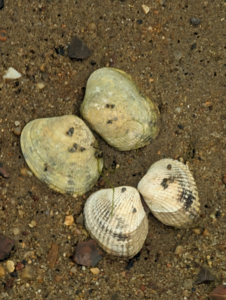 grooved carpet shell from Wrabness CO11, UK on July 8, 2023 at 1114 AM