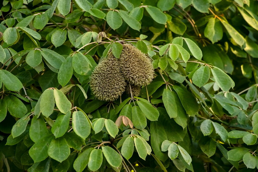 Zeyheria tuberculosa (Zeyheria tuberculosa)