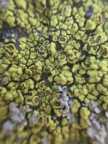 Yellow Cobblestone Lichen