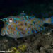 Thornback Cowfish - Photo (c) Tim Cameron, all rights reserved, uploaded by Tim Cameron