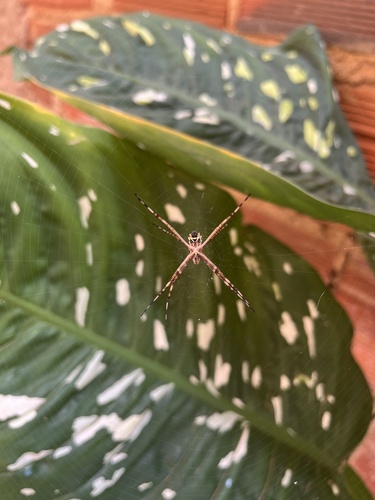 Silver Garden Orbweaver