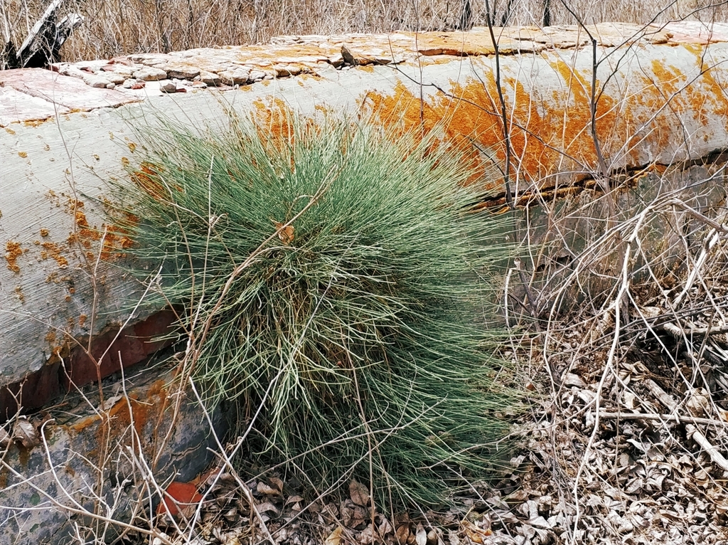 European Ephedra from Дружбы ул., 16, Астрахань, Астраханская, Россия ...
