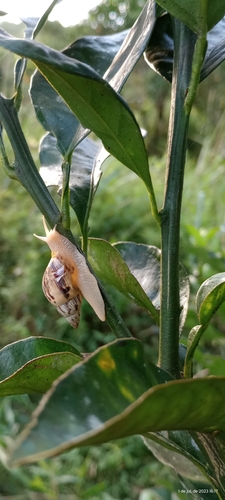 Drymaeus papyraceus
