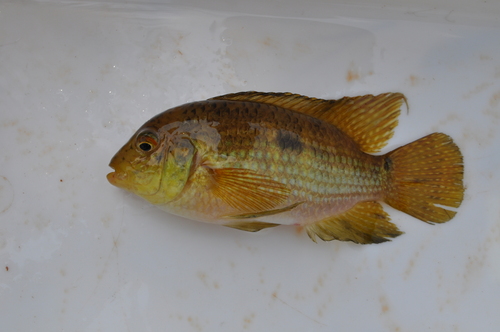 Aequidens epae