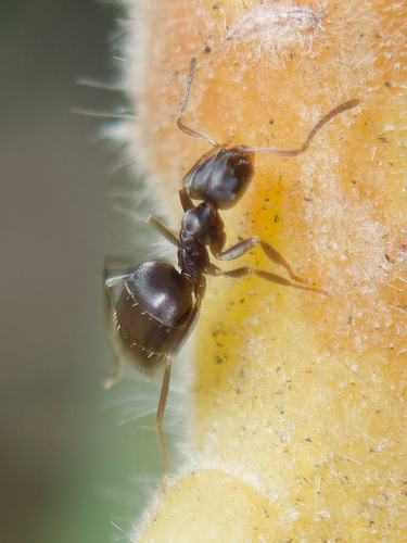 Plagiolepis squamulosaPlagiolepis squamulosa