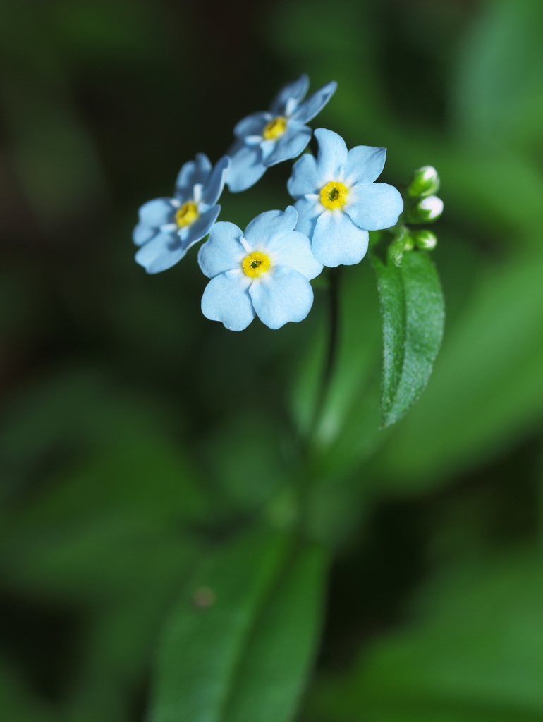 Wood forget-me-not
